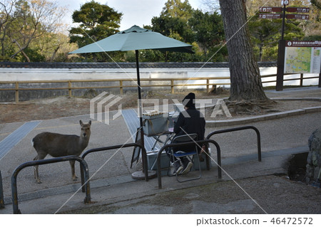 奈良公園早晨現場 46472572