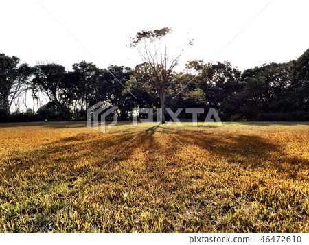 湘南〜治愈之樹 46472610