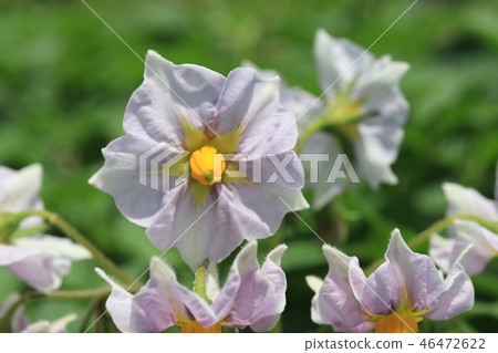 馬鈴薯花 46472622