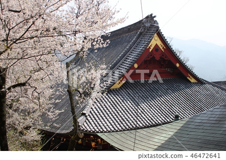 Amabiki Kannon Cherry blossoms 46472641