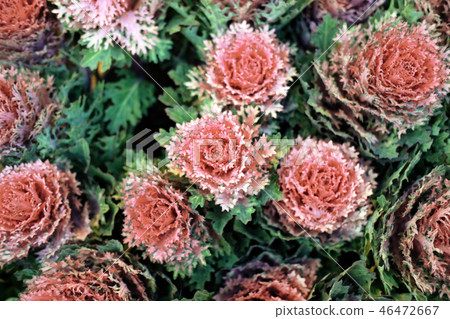 Flowering purple cabbage is growing in the garden. Flowering purple cabbage is growing in the garden. 46472667