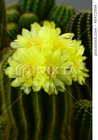Parodia magnifica or Notocactus magnificus. 46472994
