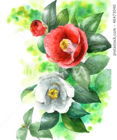 A red and white rose painted with watercolor A red and white rose painted with watercolor 46473040
