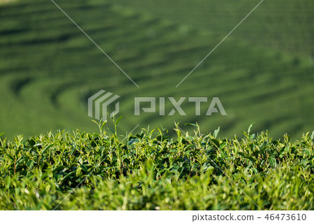 Tea plantation 46473610