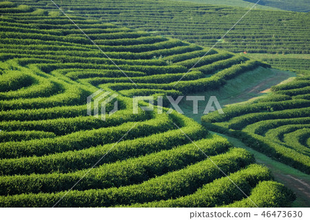 Tea plantation Tea plantation 46473630