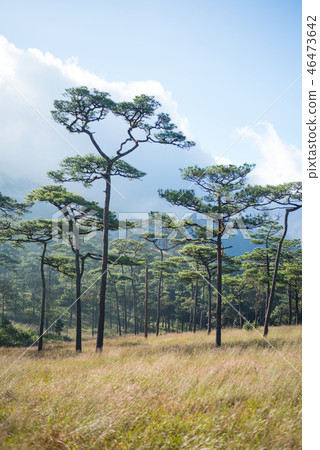 Phu soi dao 46473642