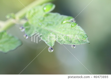 Water droplets 46473893