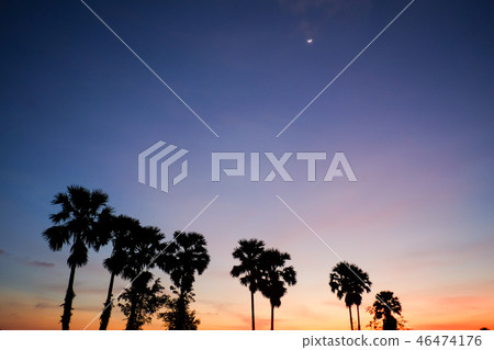 sugar palm sugar palm 46474176