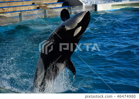 Jigsaw Jump Jigsaw Jump 46474980