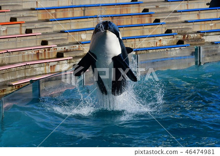 Jigsaw Jump Jigsaw Jump 46474981