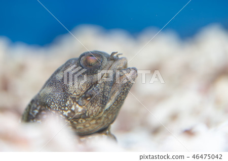 斑鰭下顎魚 斑鰭下顎魚 46475042