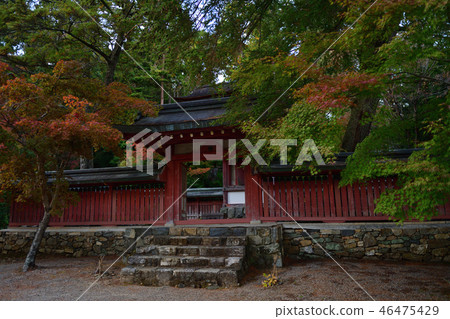 Shingoji 2018年秋天 Shingoji 2018年秋天 46475429