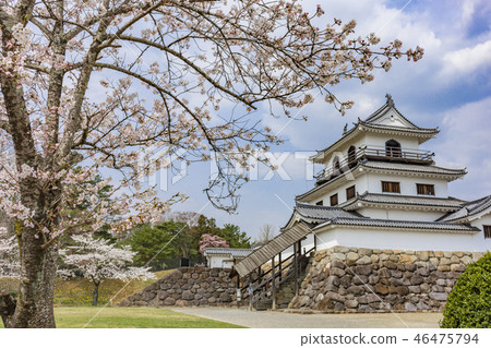 Shiroishi castle and cherry blossoms 46475794
