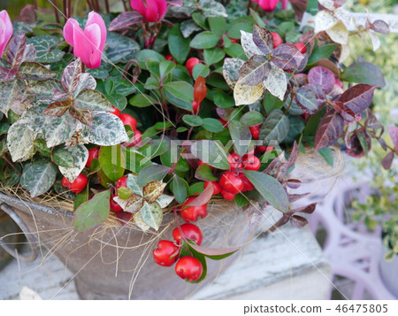 種植仙客來 46475805