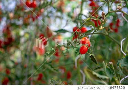 fresh tomato on tomato tree in garden  46475820