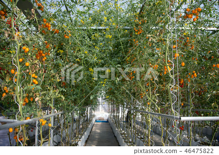 fresh tomato on tomato tree in garden  46475822