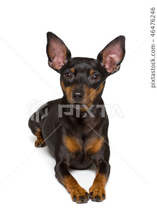 迷你杜賓犬 迷你杜賓犬 46476246