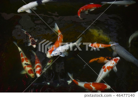 Multi colored pigs swimming in the pond. 46477140