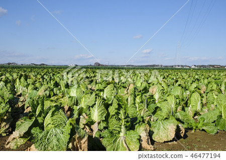 Cabbage in cabbage field 46477194
