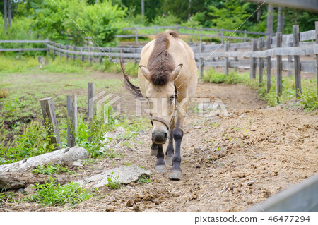 馬在開闊的山谷中 馬在開闊的山谷中 46477294