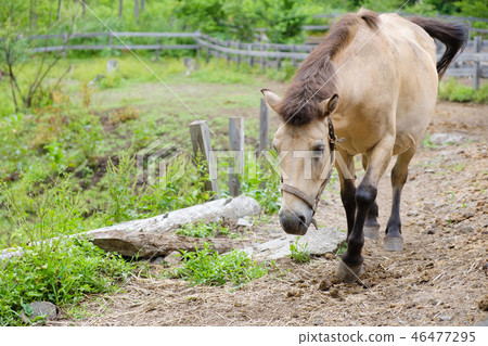 Horses in the open valley Horses in the open valley 46477295