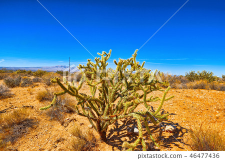 Wild cactus in natural habitat conditions. Wild cactus in natural habitat conditions. 46477436