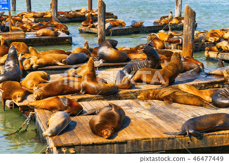 Seals Rookery. Ocean Quay  46477449