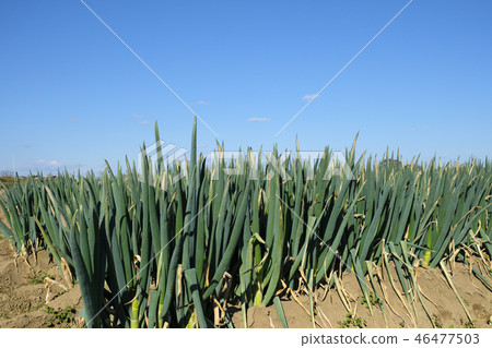 Green onion green onion 46477503