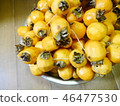 Making dried persimmons 46477530
