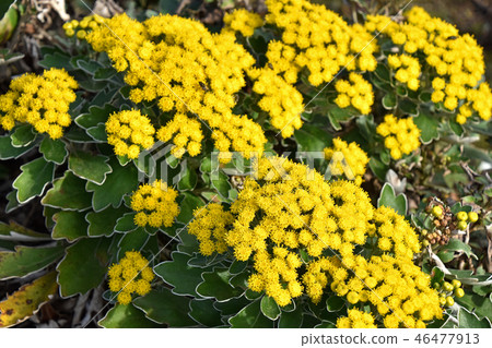 Sea chrysanthemum 46477913