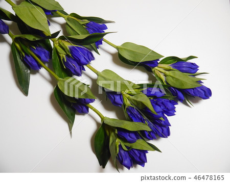 Dragon's Flower Dragon's Flower 46478165