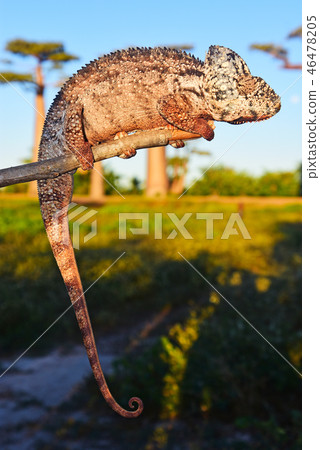 chameleon 46478205