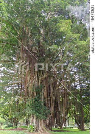 榕樹 榕樹 46478622