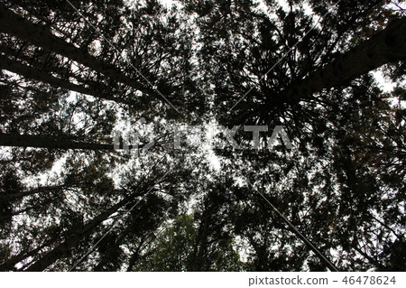 樹抬起頭來 樹抬起頭來 46478624