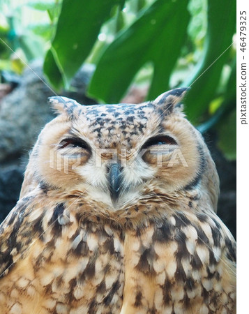 貓頭鷹微笑上半身 46479325