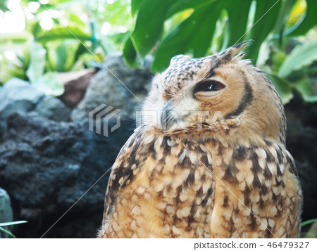 Owl cool Owl cool 46479327