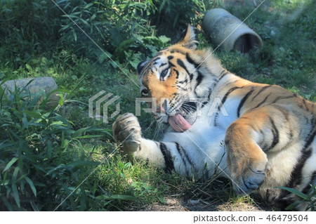 Tiger / Hairdressing 46479504