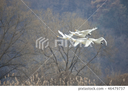 韓國京畿道光州慶安郡 46479737