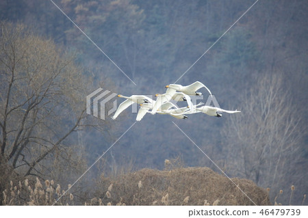 韓國京畿道光州慶安郡 46479739