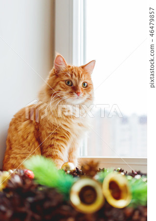 Cute ginger cat near handmade Christmas wreath 46479857