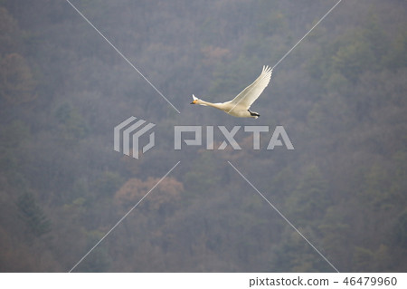 韓國京畿道光州慶安郡 46479960