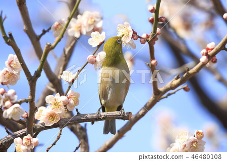 Pink plum blossom and white-eye 46480108