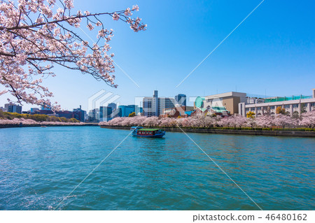 大川和櫻花 46480162