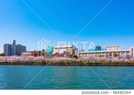 大川和櫻花 46480164