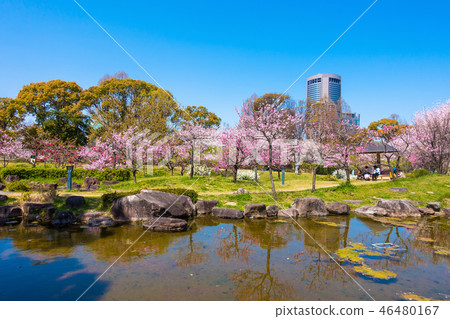 藤田住宅的櫻花破壞公園 藤田住宅的櫻花破壞公園 46480167
