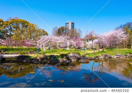 Cherry blossoms of Fujita residence ruins park 46480168