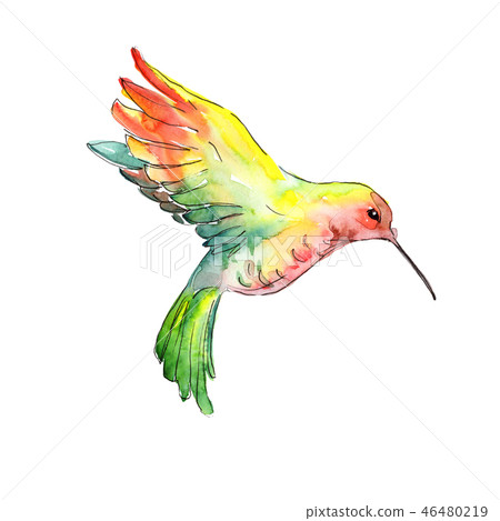 Yellow green colibri in a wildlife. Watercolor background illustration set. Isolated hummingbird Yellow green colibri in a wildlife. Watercolor background illustration set. Isolated hummingbird 46480219