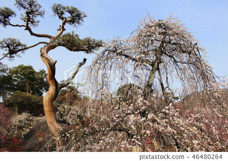 Plums and pines that bloom in a permanent garden 46480264