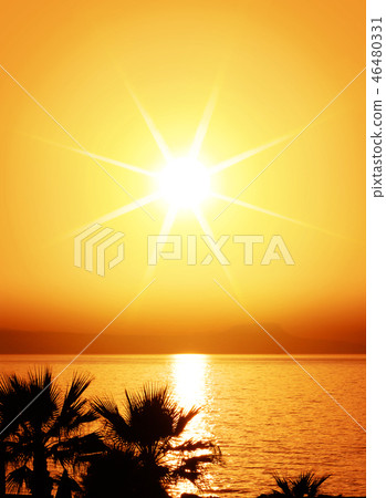 silhouette of palms and sun 46480331