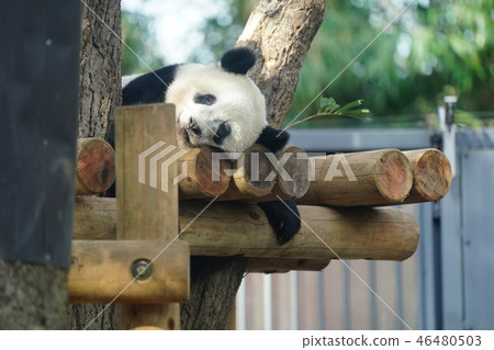 Panda 46480503
